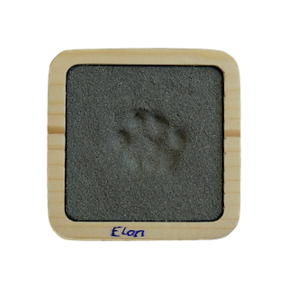 Pfotenabdruck-Katze-Sand Natur natürlich Grau
