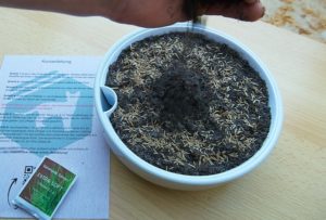 Katzengras Samen abdecken Katzengras anpflanzen